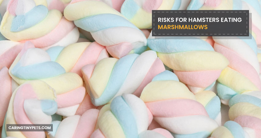 Risks For Hamsters Eating Marshmallows