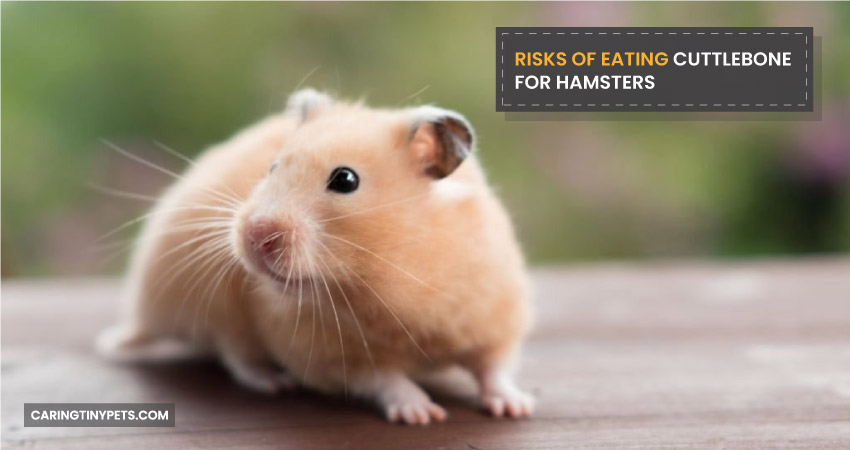 Risks of Eating Cuttlebone for Hamsters