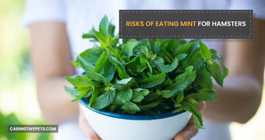 Risks of Eating Mint for Hamsters