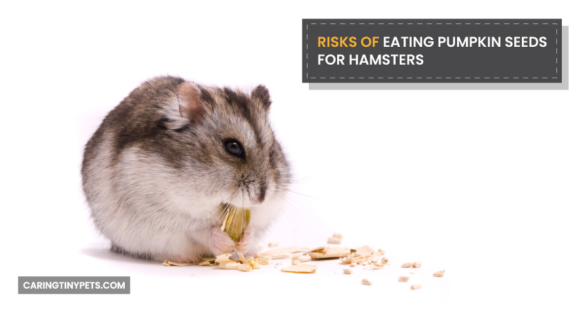 Risks of Eating Pumpkin Seeds for Hamsters