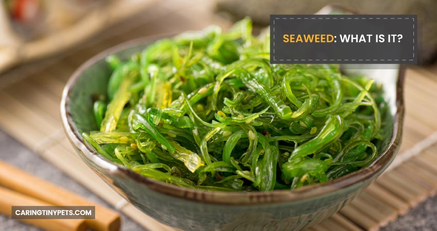 Seaweed What Is It