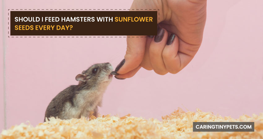 Should I Feed Hamsters With Sunflower Seeds Every Day