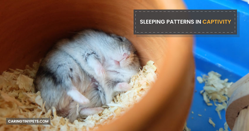 Sleeping patterns in captivity