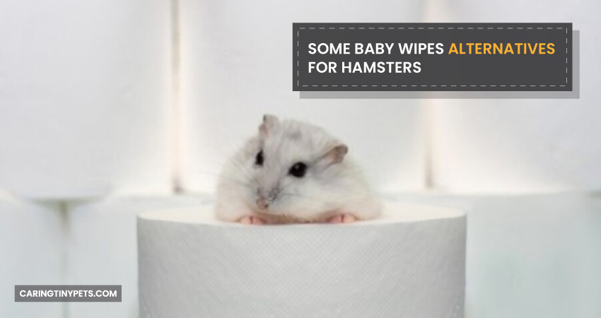 Some Baby Wipes Alternatives for Hamsters
