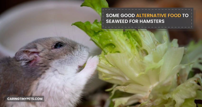Some Good Alternative Food to Seaweed for Hamsters