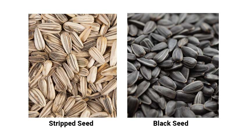 Stripped Seed Vs Black Seed