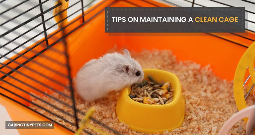 Tips On Maintaining a Clean Cage