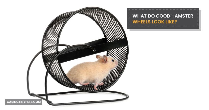 What Do Good Hamster Wheels Look Like