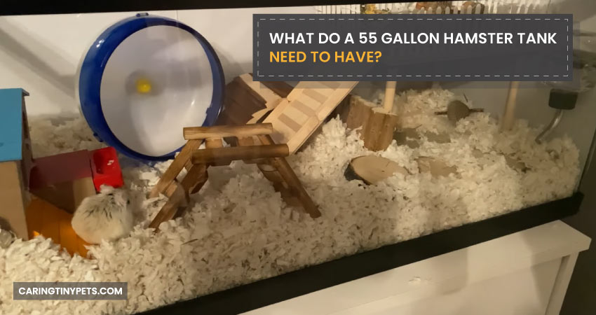 What Do a 55 Gallon Hamster Tank Need to Have