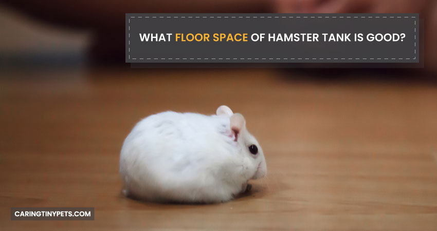 What Floor Space of Hamster Tank is Good