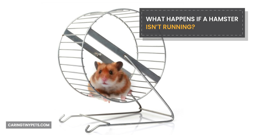 What Happens If A Hamster Isnt Running
