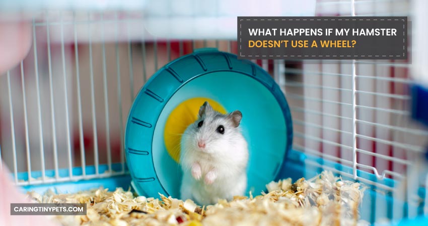 What Happens If My Hamster Doesnt Use a Wheel
