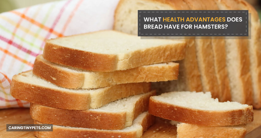 What Health Advantages Does Bread Have For Hamsters