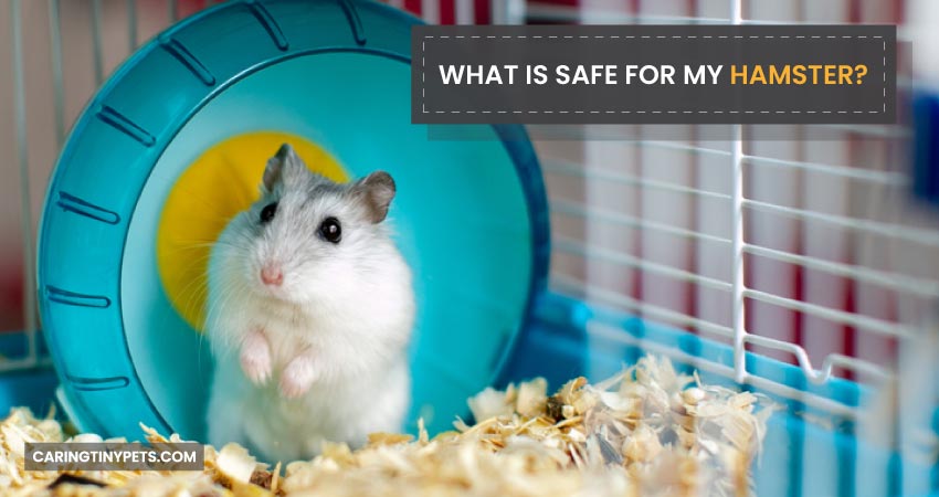 What Is Safe For My Hamster
