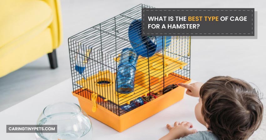 What Is The Best Type Of Cage For A Hamster
