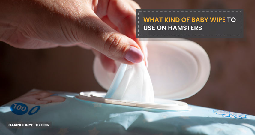 What Kind of Baby Wipe to Use on Hamsters