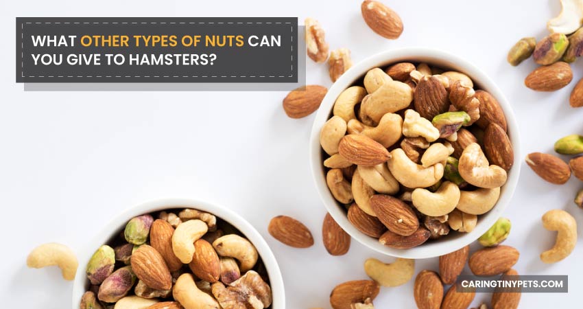 What Other Types Of Nuts Can You Give To Hamsters