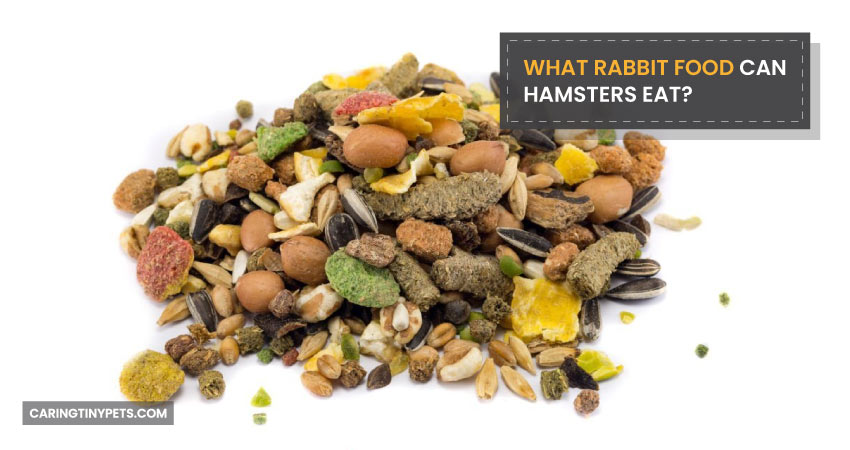 What Rabbit Food Can Hamsters Eat