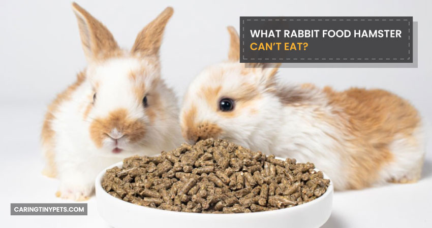 What Rabbit Food Hamster Cant Eat