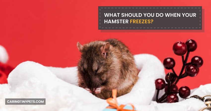 What Should You Do When Your Hamster Freezes