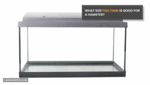 What Size Fish Tank Is Good For A Hamster?
