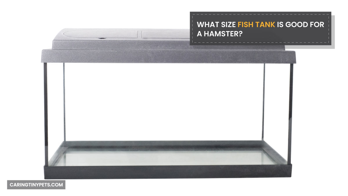 What Size Fish Tank Is Good For A Hamster