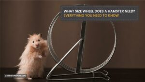 What Size Wheel Does A Hamster Need? Everything You Need To Know