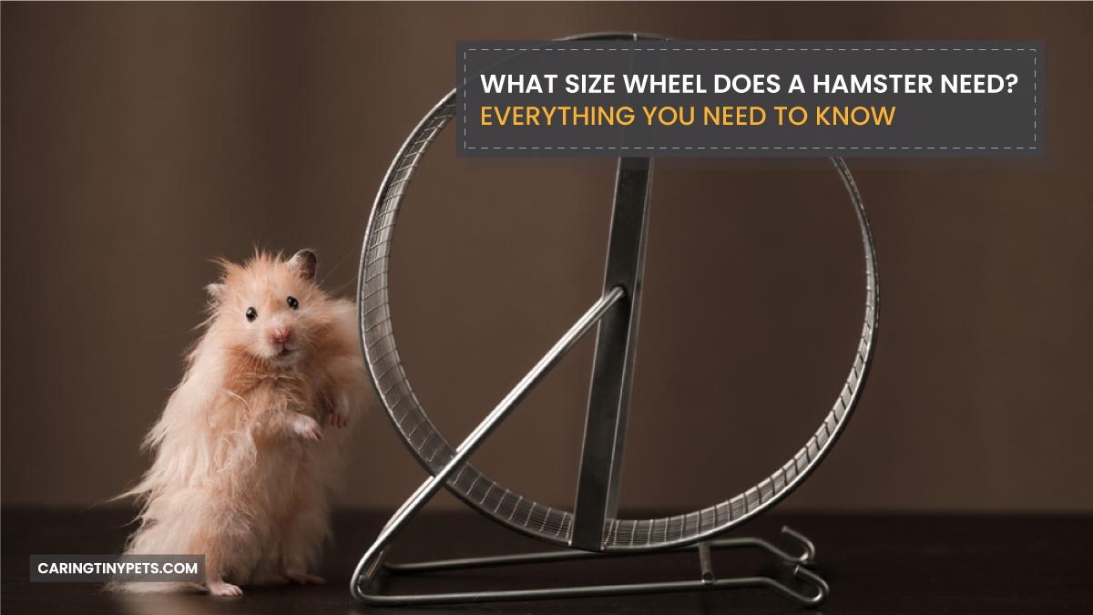 What Size Wheel Does A Hamster Need Everything You Need To Know