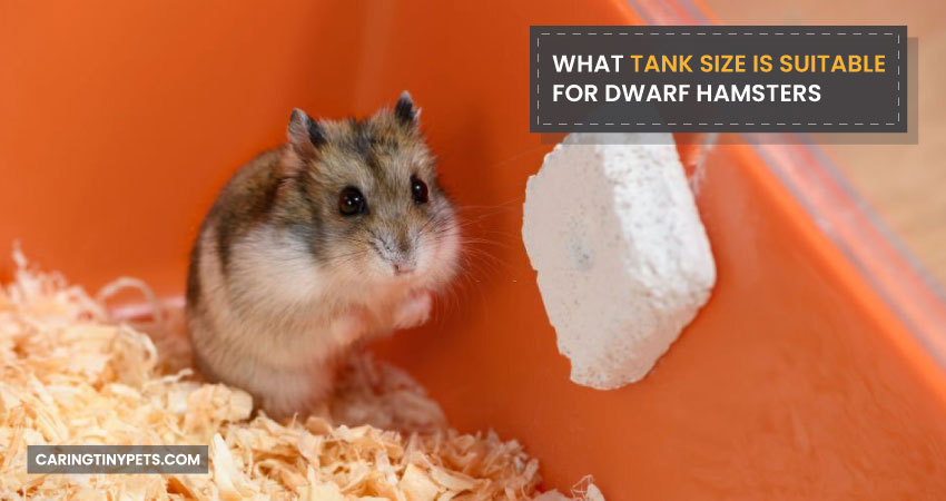 What Tank Size Is Suitable For Dwarf Hamsters