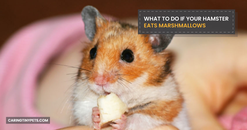 What To Do If Your Hamster Eats Marshmallows