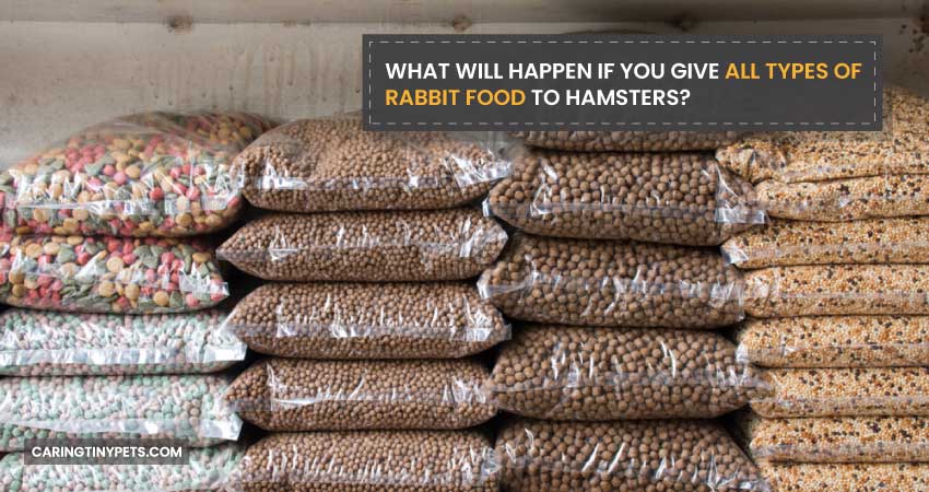 What Will Happen If You Give All Types of Rabbit Food to Hamsters