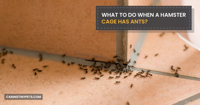 What to do When a Hamster Cage has Ants