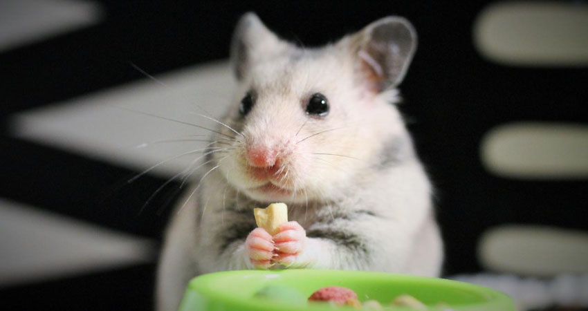 When Hamster are Hungry