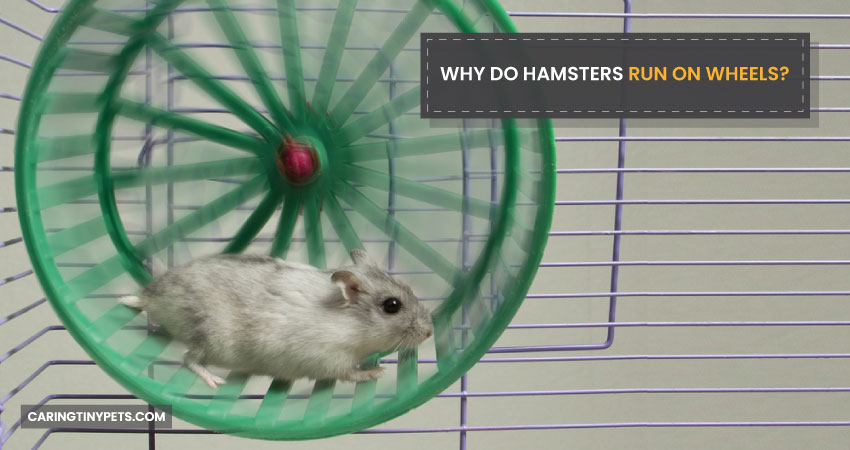 Why Do Hamsters Run On Wheels