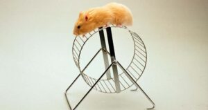 Why Do Hamsters Run So Much? Find All The Reasons