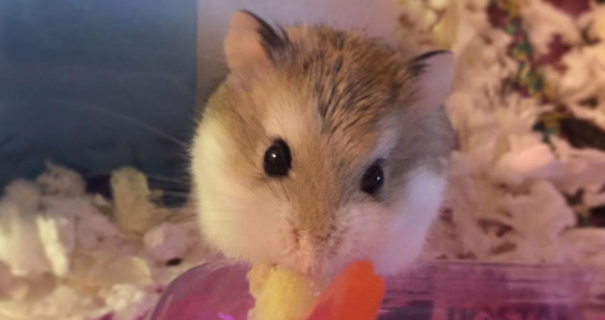 Why Do Hamsters Suddenly Freeze