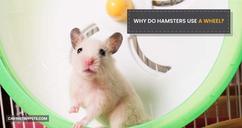 Why Do Hamsters Use a Wheel