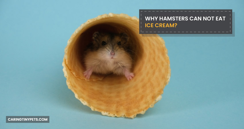 Why Hamsters Can Not Eat Ice Cream