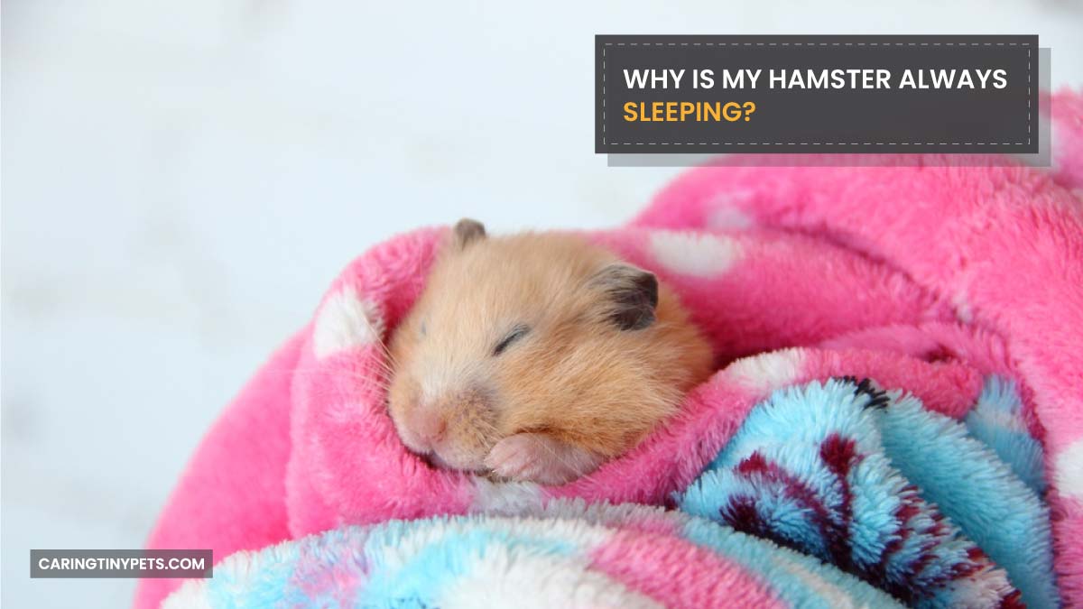 Why Is My Hamster Always Sleeping