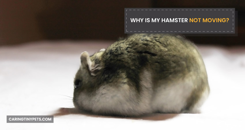 Why Is My Hamster Not Moving
