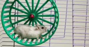 Why Is My Hamster Running in Circles? Is It A Serious Problem?