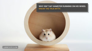 Why Isn’t My Hamster Running on His Wheel: Know The True Myth