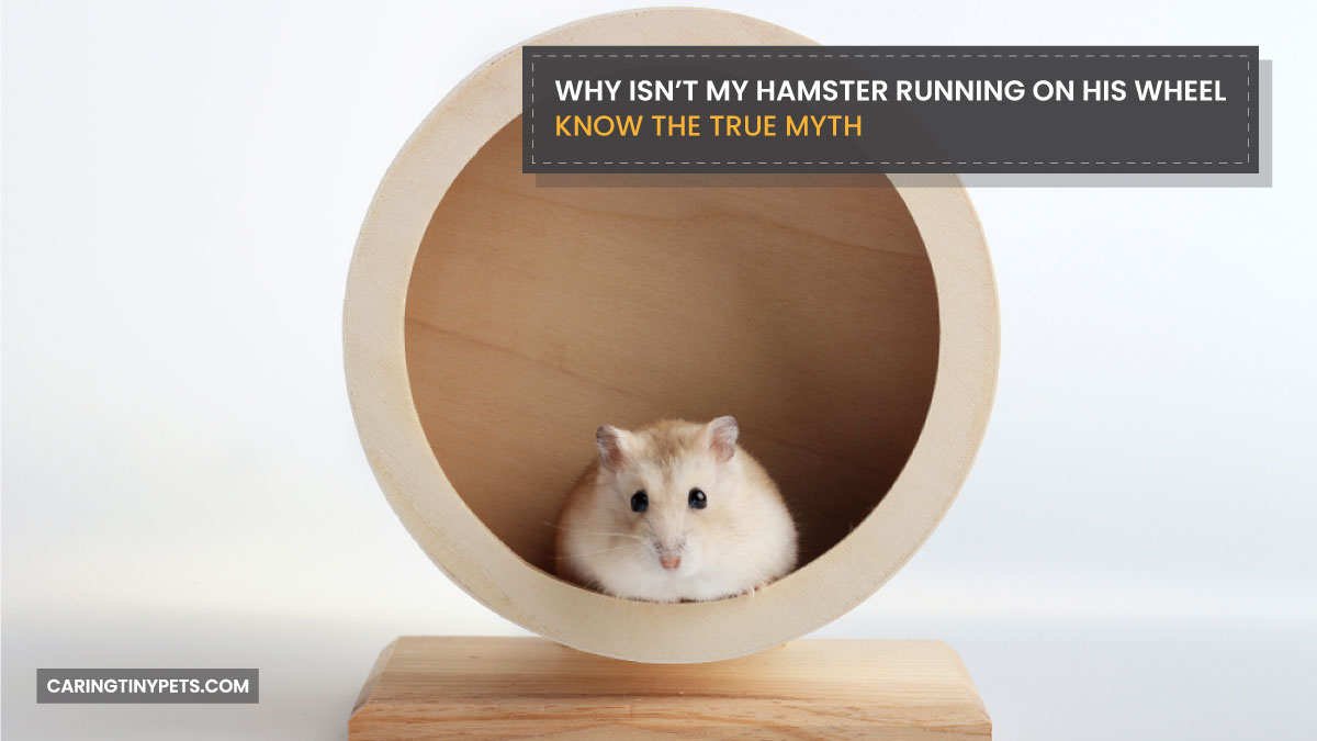 Why Isn't My Hamster Running on His Wheel Know The True Myth