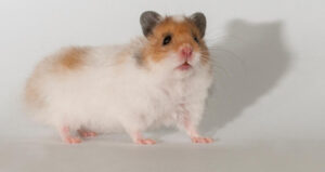 Why is My Hamster Walking Funny? Symptoms and Possible Treatment