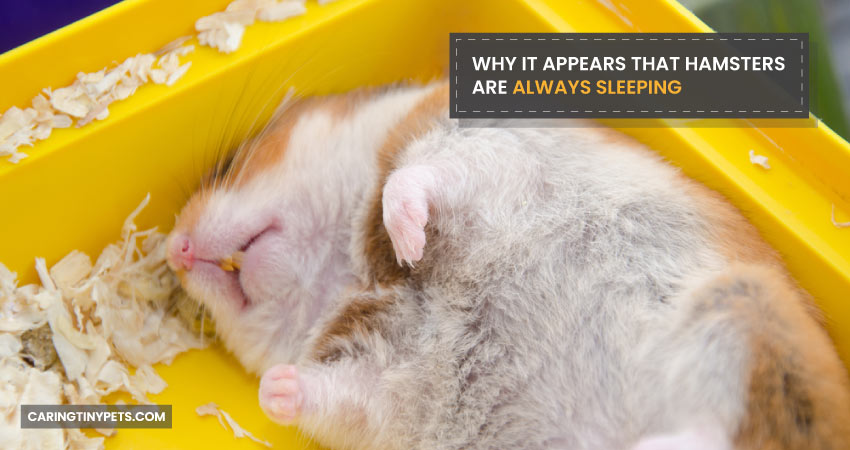 Why it appears that hamsters are always sleeping