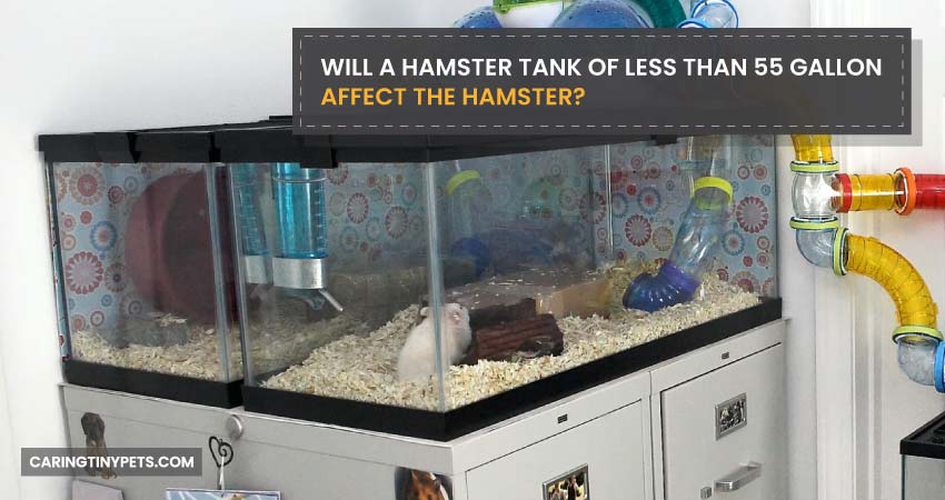 Will a Hamster Tank of Less Than 55 Gallon Affect the Hamster