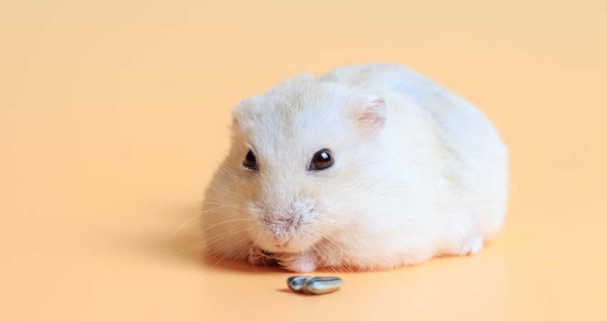 hamsters eat sunflower seeds with shell
