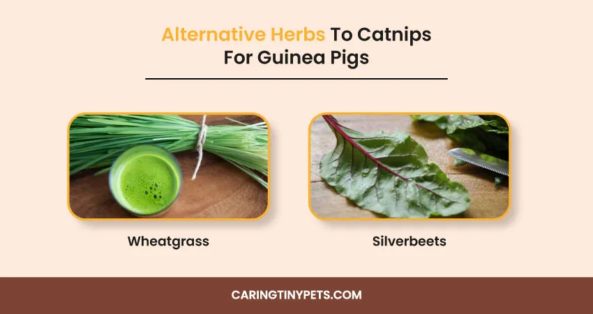 Alternative Herbs To Catnips For Guinea Pigs