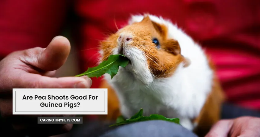 Are Pea Shoots Good For Guinea Pigs