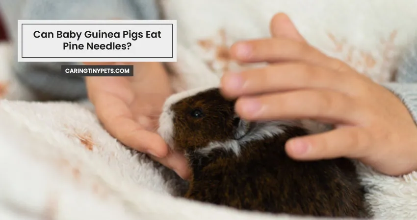 Can Baby Guinea Pigs Eat Pine Needles